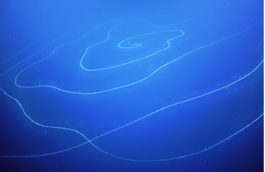 Mais longo: Sifonóforo - Essa linha branca aí é um animal invertebrado marinho, avistado por pesquisadores a 600m de profundidade no Oceano Índico. Chega a ter 45m de comprimento. 