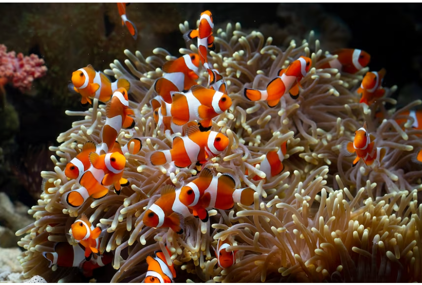 Mundialmente conhecido pela animação 