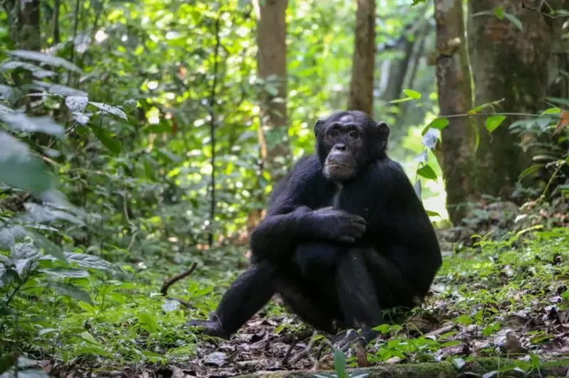 Cientistas observaram o comportamento de chimpanzés nas florestas de Uganda que pareciam feridos ou doentes e tentaram confirmar se eles estavam se automedicando com plantas.