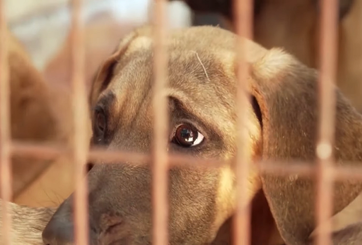 Criadores de cães ficaram revoltados porque perdem seu negócio. Segundo a agência estatal Yonhap, 1.150 fazendas fazem criação de cães, na Coreia do Sul. Além disso, cerca de 30 açougues, mais de 200 distribuidores e 1.600 restaurantes vendiam alimentos produzidos com carne de cachorro. 