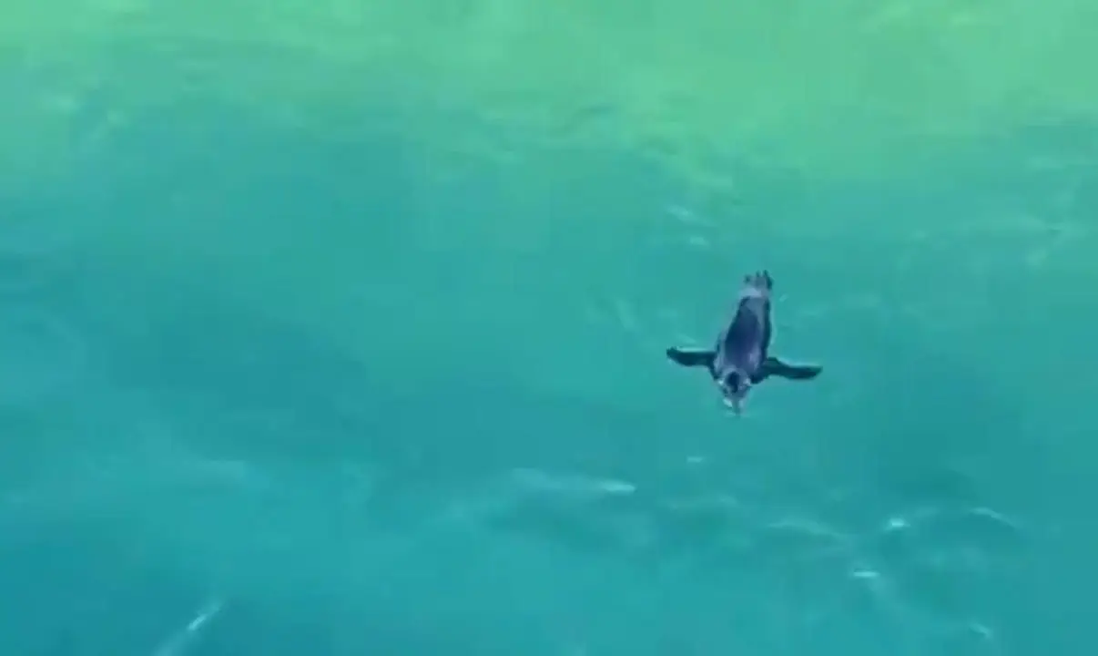 Na manhã de 14/7/2025, um desses pinguins apareceu nadando de forma solitária na Praia do Leme, na zona sul do Rio de Janeiro. A água estava bem limpa, cristalina, e o animal pareceu bem tranquilo. 