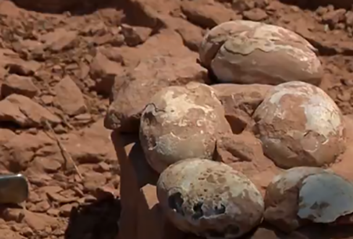  Os fósseis têm entre 60 e 80 milhões de ano - um período chamado de Cretáceo Superior. Segundo os pesquisadores, eles são de uma espécie carnívora. Os ovos medem de 12 a 13 centímetros.