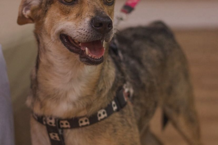 Bentinho tem 3 anos, participou de todas as edições do evento e nunca foi adotado