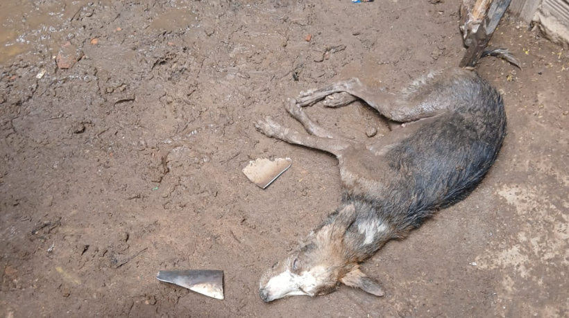 O resgate do animal durou cerca de uma hora