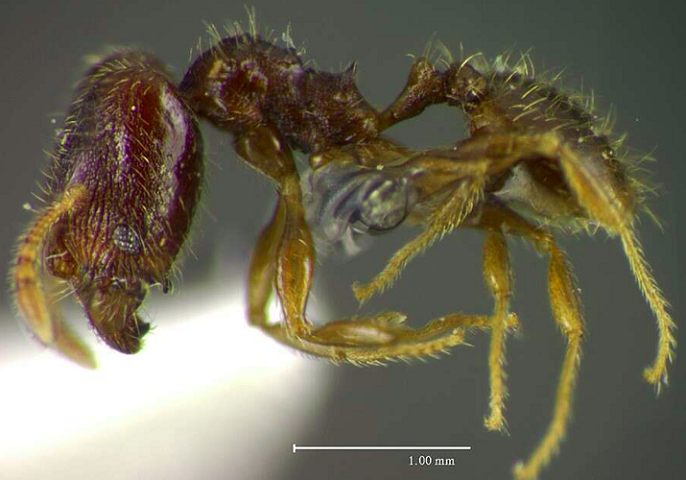 Ford também já havia sido homenageado dessa maneira anteriormente. Por exemplo, o nome científico de uma formiga (Pheidole harrisonfordi) e o de uma aranha (Calponia harrisonfordi) foram inspirados nele.