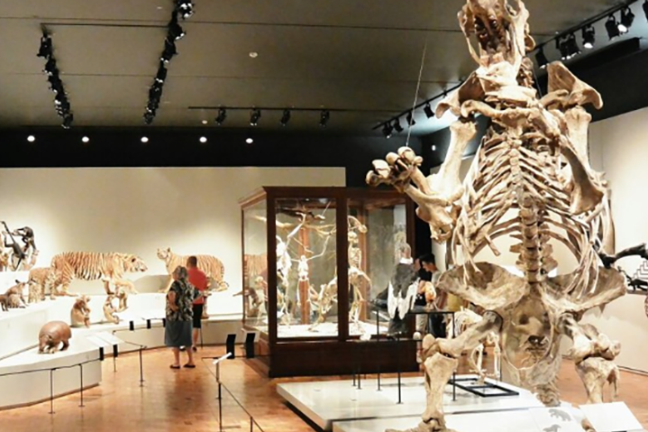 Museu de Zoologia da Universidade de São Paulo: Focado em História Natural, fica no bairro do Ipiranga, na capital paulista. Inaugurado em 1890, foi incorporado à USP em 1969.  