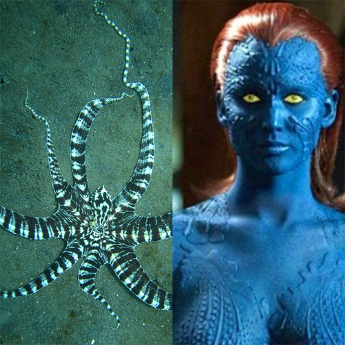 Descoberto em 1998, na Indonésia, o Polvo Mímico é a única espécie conhecida capaz de assumir as características de outras espécies de animais. Faz lembrar a Mística, personagem dos X-Men que assume a forma do que quiser. 