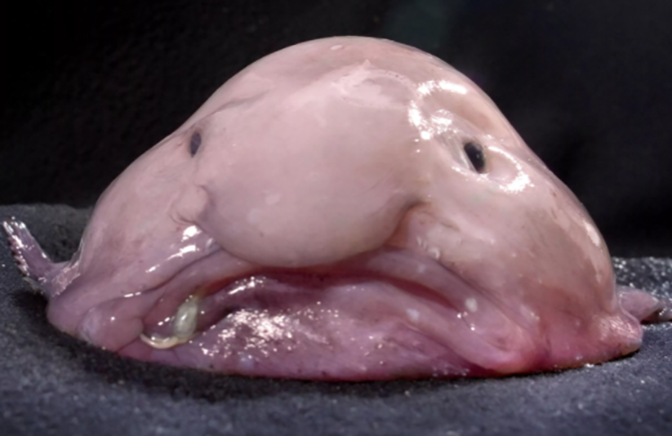 O peixe-bolha, uma criatura gelatinosa de aparência triste e deformada, vive nas profundezas dos oceanos ao redor da Austrália e da Tasmânia