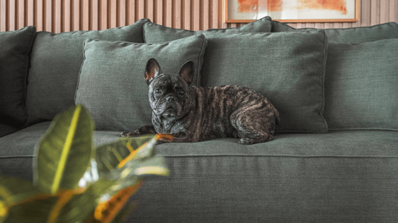 6 dicas para escolher tecidos resistentes para casa com pets