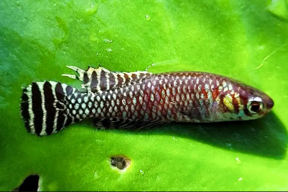 Peixe-das-nuvens, espécie ameaçada de extinção, motivou o veto à duplicação da entrada de Aquiraz