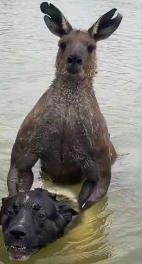 A situação inusitada foi toda gravada por ele em um vídeo e compartilhada nas redes sociais.