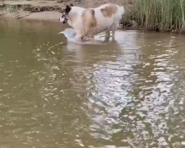 Segundo ela, provavelmente o cachorro tentou atacar o canguru e,  por isso, o animal revidou como instinto de sobrevivência.