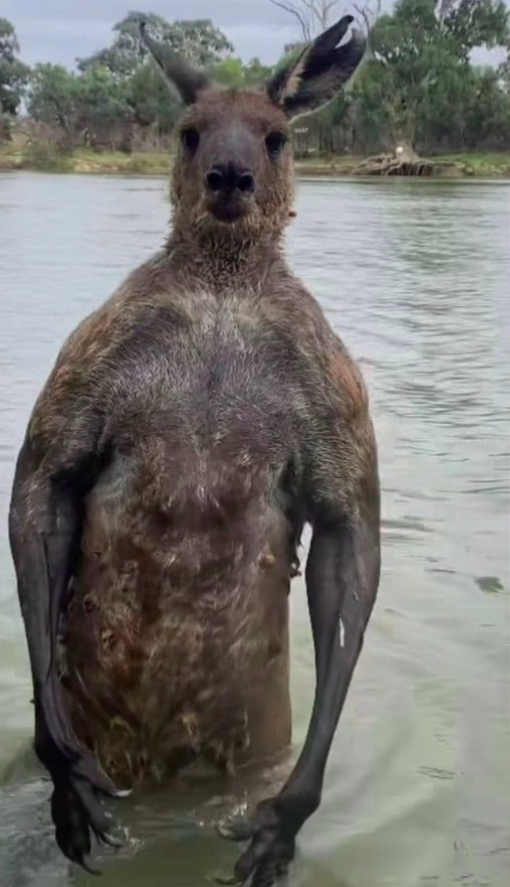 Após recuperar o telefone, Mick começa a filmar a ação do canguru, que continua agressivo.