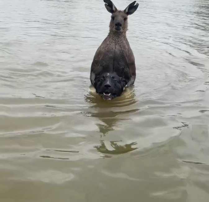 Mick Moloney é um policial aposentado da cidade de Mildura e dono do cachorro que aparece nas imagens.