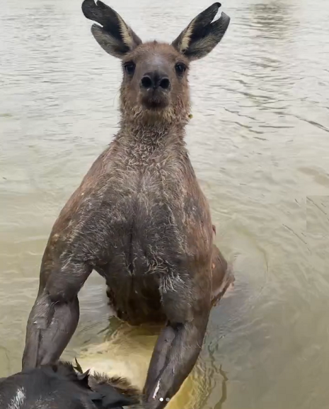 O australiano estava fazendo exercícios matinais quando percebeu que o cão havia desaparecido. 