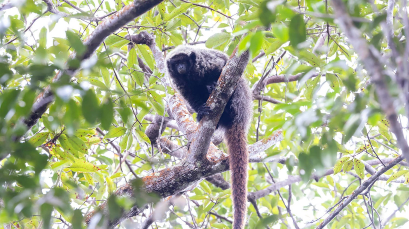 Expansão agrícola e degradação da Caatinga ameaçam o único primata exclusivo do bioma