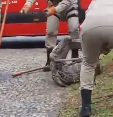 Em outubro de 2021, um jacaré deu trabalho aos bombeiros para ser capturado na Barra da Tijuca, Zona Oeste do Rio de Janeiro.  Ele estava escondido atrás de uma moita. Os bombeiros o pegaram com um cabo, mas o jacaré se contorceu tentando morder a mão de um deles. 