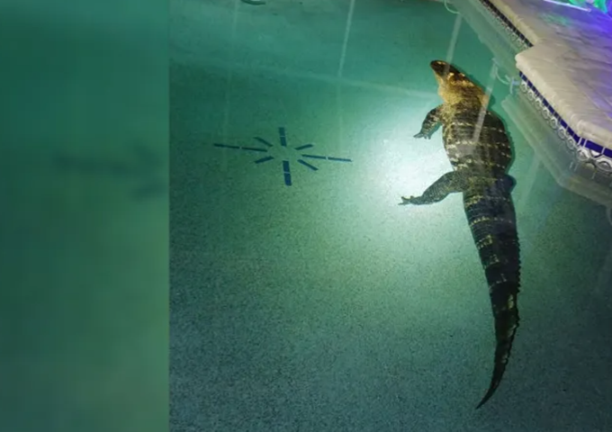 Na Flórida, nos Estados Unidos, jacarés assustam as pessoas com frequência. Em março de 2022, uma família que mora em Deep Creek  ouviu um barulho e adivinhe o que descobriu? Um jacaré na piscina. 