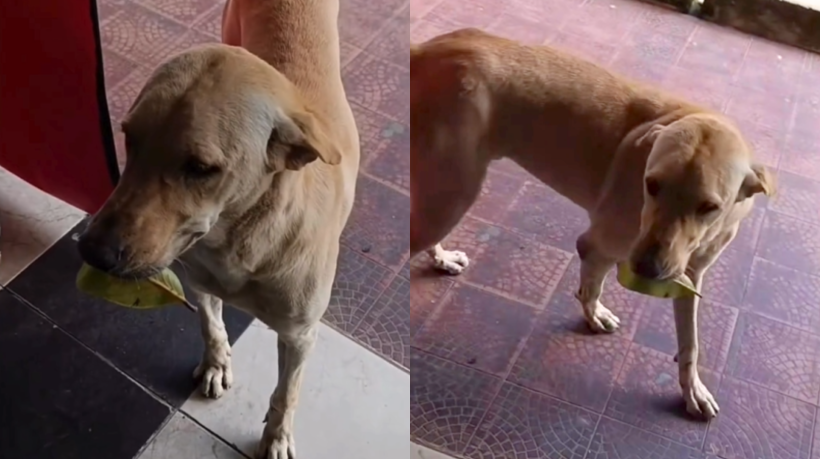 O cachorro conhecido como Chester chegou a uma loja e uma folha de árvore na boca, esperando que fosse trocada por uma recompensa