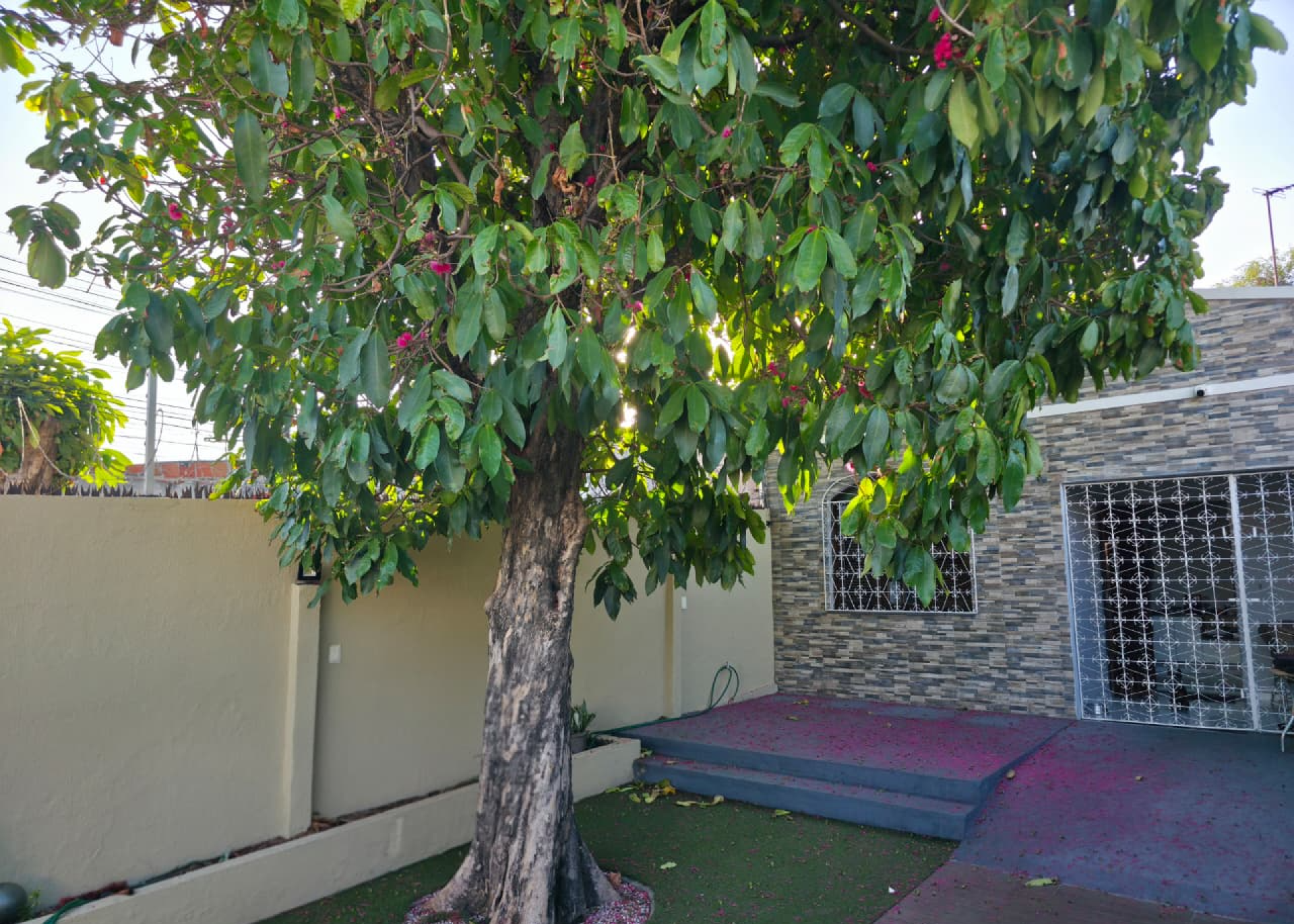 Os moradores destacam que, se não tivessem o pé de jambo, as crianças nem ficariam no quintal durante o período do verão, pois o sol é muito ardente, e a sombra as protege.