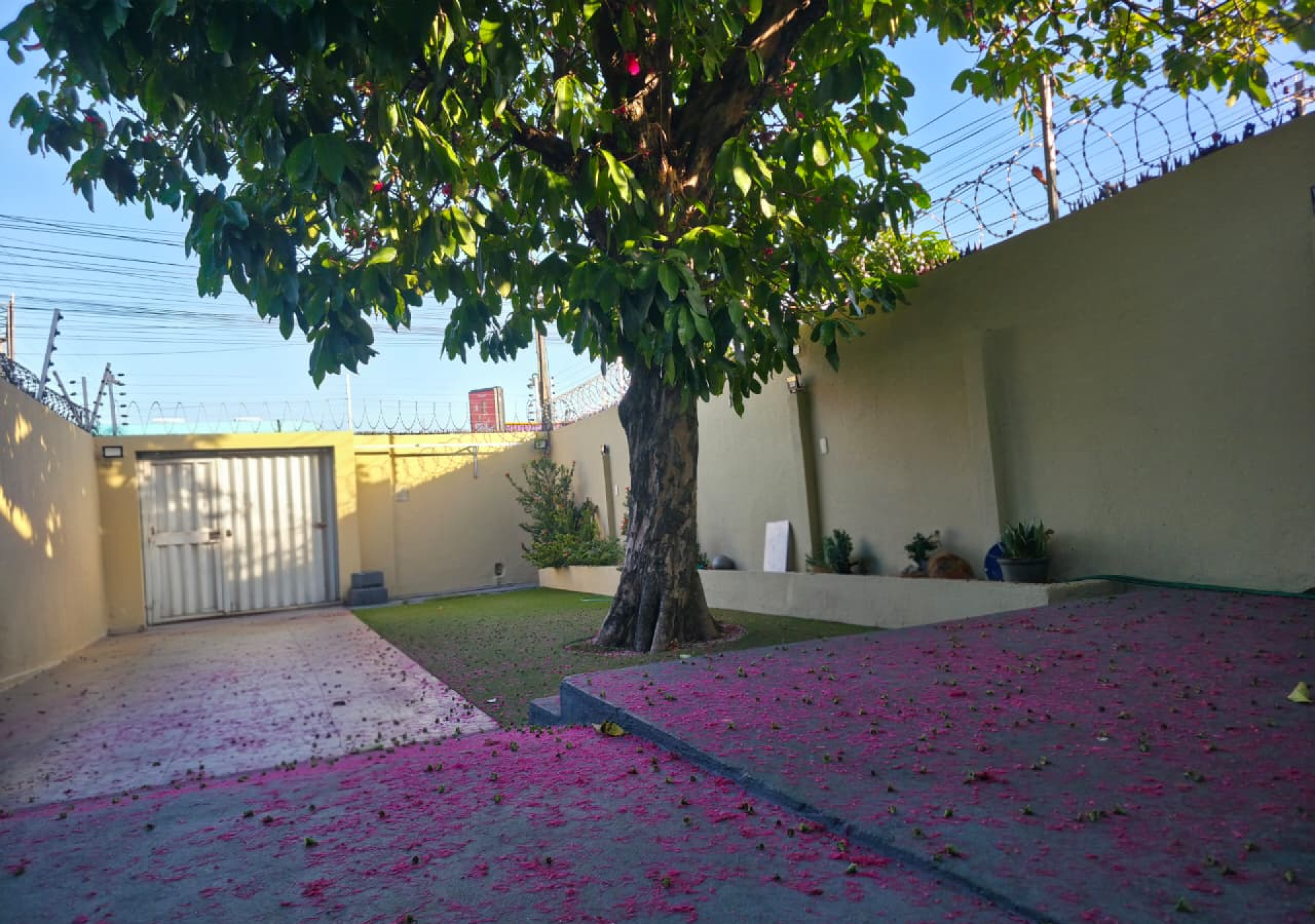 O pé de jambo existe no quintal há mais de 25 anos.