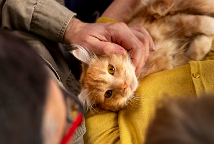 Eu poderia viver sem animais, mas eles me fazem feliz. São empáticos, ajudam a manter os pés no chão, disse Lucía Bandol, tutora dos gatos Magnum e Silvestre. 