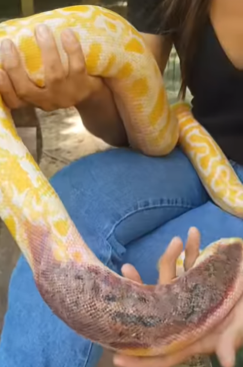 Ele mostrou que a cobra estava com várias marcas de queimaduras pelo corpo. E disse que lavaria o animal para tratar os ferimentos. 