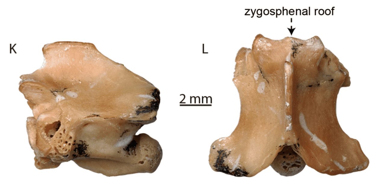 Sua origem remonta a milhões de anos, com registros fósseis apontando para linhagens que evoluíram na Ásia e África. As najas são algumas das cobras mais antigas com estratégias defensivas visuais bem desenvolvidas.