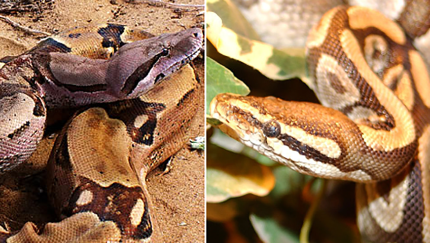 Para quem não é especialista, as cobras se parecem mesmo. Veja na foto. À esquerda, a jiboia. À direita, a píton. 