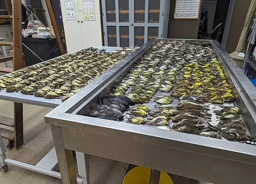 Esse prédio é  um grande centro de convenções repleto de painéis de vidro em Chicago. Nele, as aves mortas colidem com o vidro, algo que tem se intensificado e aumentado a frequência.