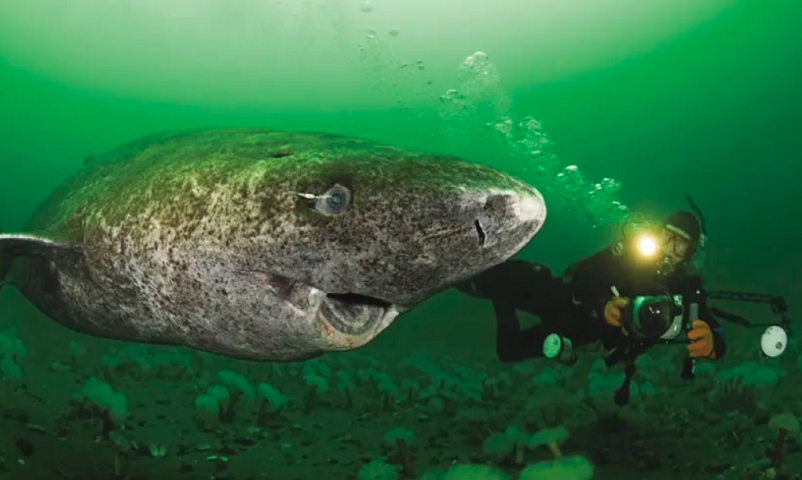 O tubarão da Groenlândia (Somniosus microcephalus) habita as profundezas congeladas do Oceano Sul, do Pacífico e do Ártico. É o único tubarão com uma estrutura óssea macia e pode atingir até 7 metros e 1 tonelada. 