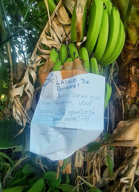 O dono da plantação deixou um bilhete na bananeira: “Sr Ladrão de Banana, por favor deixe este cacho para mim, você levou dois grandes. Deixa este, pô. Obrigado”.