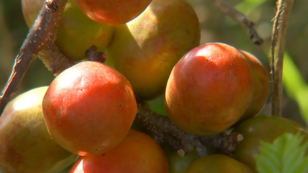 A seriguela (spondias purpurea) faz parte da famÃ­lia das anacardiÃ¡ceas. Assim, ela possui uma camada de polpa fina, com cerca de trÃªs milÃ­metros, com um caroÃ§o do tamanho de uma azeitona grande.