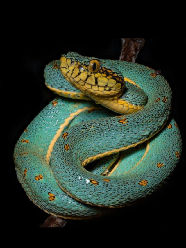 Jararaca-Verde - Encontrada no Acre, Amapá, Amazonas, Bahia, Mato Grosso, Espírito Santo, Rondônia e Roraima. 