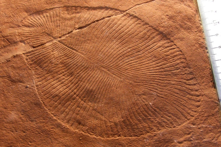 Mesmo assim, sua posição exata na árvore evolutiva ainda gera discussão, devido à morfologia incomum. 