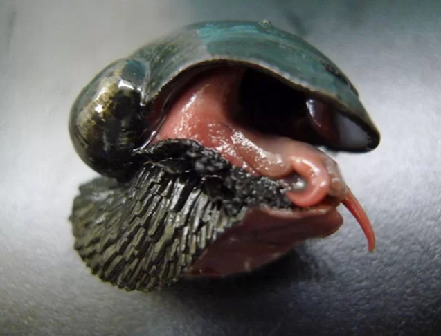 Caramujo-de-ferro - Tem uma armadura de escamas feitas de sulfato de ferro. Ele não precisa de alimentar de animais nem de plantas, pois tem bactérias no próprio organismo que garantem sua nutrição. 