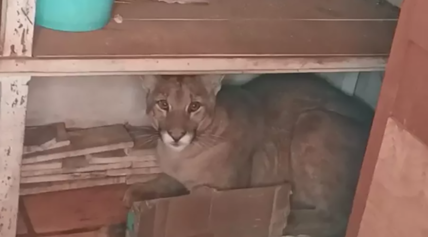 Também no dia 22/7/2022, uma outra onça da mesma espécie invadiu uma casa em Assaí, no Paraná. . 