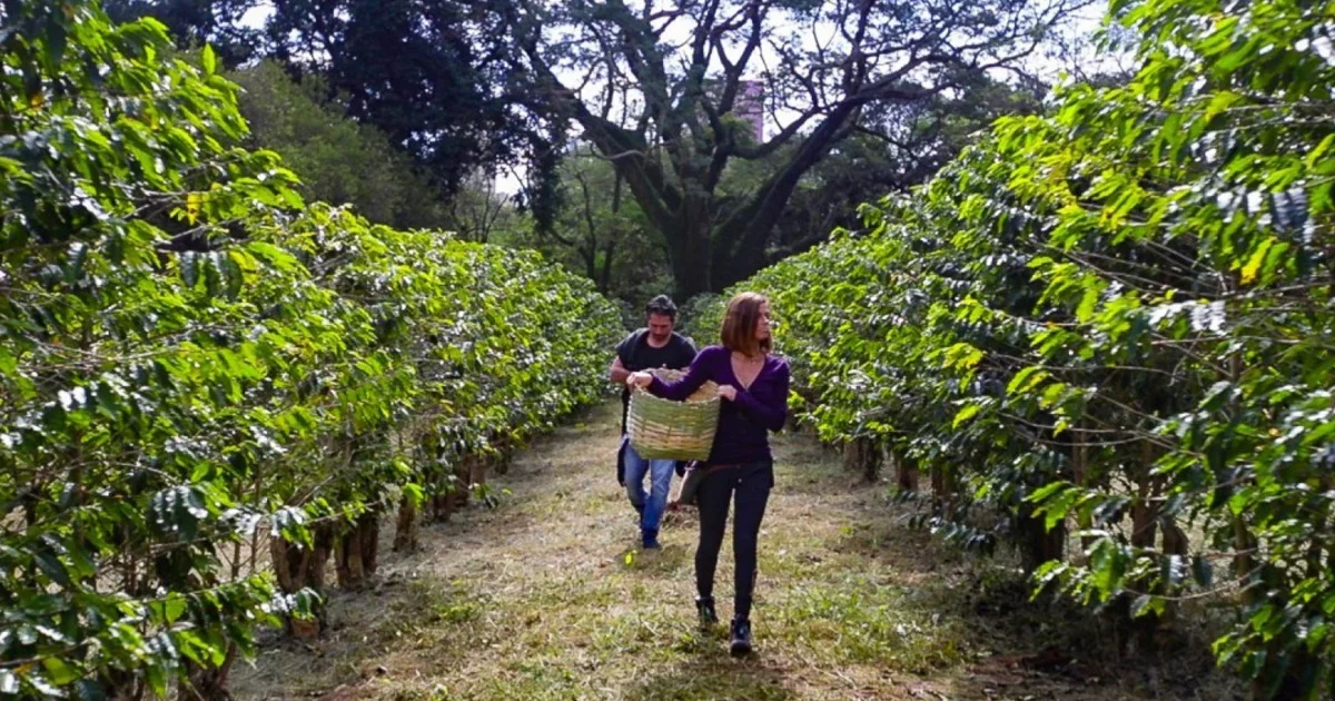 O maior cafezal urbano do mundo, no Instituto Biológico em São Paulo, está em florada. São 2.200 pés de café em 10 mil metros quadrados cobertos por flores brancas e perfumadas, que indicam a qualidade da próxima colheita.