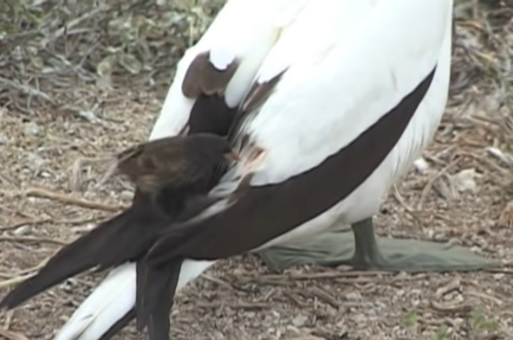 Ele ataca suas presas, inclusive pássaros maiores, ao saltar em suas costas, abrindo um buraco com o bico para beber o sangue. Incrivelmente, os animais atacados não esboçam reação. De acordo com cientistas, a teoria é que eles acreditam que o tentilhão esteja somente em busca de piolhos. 