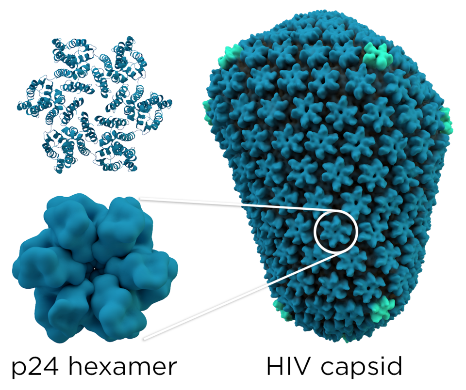 Essa forma de ação é diferente da maioria dos antirretrovirais, que bloqueiam principalmente enzimas envolvidas na integração do DNA viral.