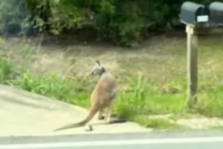 O marsupial, chamado Baxter, foi visto andando pelas ruas e acabou sendo recuperado e levado de volta para casa. O fato acabou chamando atenção das autoridades já que um canguru que não pode ser criado em ambiente doméstico nos Estados Unidos.