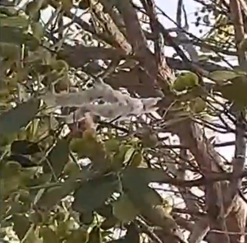 <p>Um especialista do departamento de fitotecnia do Centro de Ciências Agrárias da Universidade Federal do Ceará esclareceu que o que parecia ser “gelo” era, na realidade, um fenômeno natural.</p><?php if (strpos(site('ds_site_link'), '/apostas') === false): ?>

    </div>

    <div class=