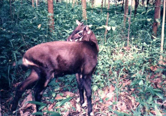 <p>SAOLA – Chamado de “unicórnio asiático”, o saola é um antílope extremamente raro e esquivo, encontrado apenas nas florestas montanhosas do Vietnã e Laos. Sua raridade se deve ao habitat isolado e à destruição de florestas causada pela agricultura e expansão humana. É tão difícil de encontrar que só foi descoberto pela ciência em 1992, e os avistamentos na natureza são extremamente raros até hoje.</p>
