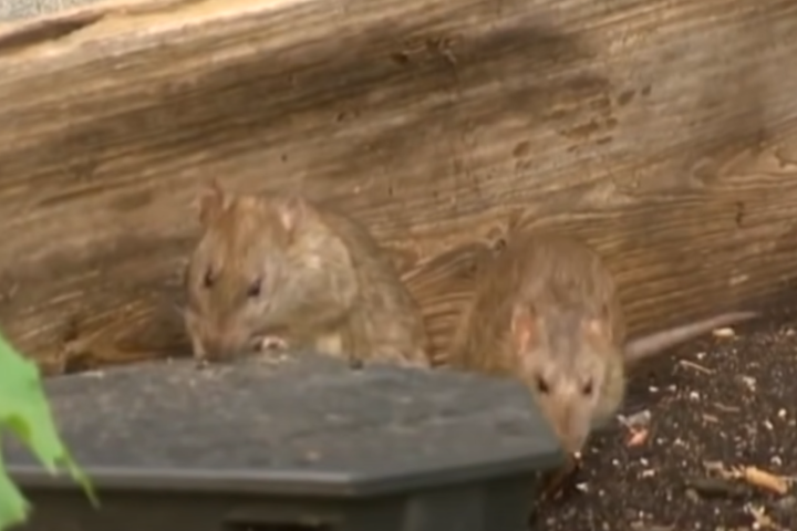 <p>Rato – São mamíferos roedores, que estão na natureza em mais 2.000 espécies, frequentemente são usados em pesquisas devido à sua capacidade de aprender e se adaptar. Possuem gestação de 20 dias e dão à luz até 12 filhotes.</p>
