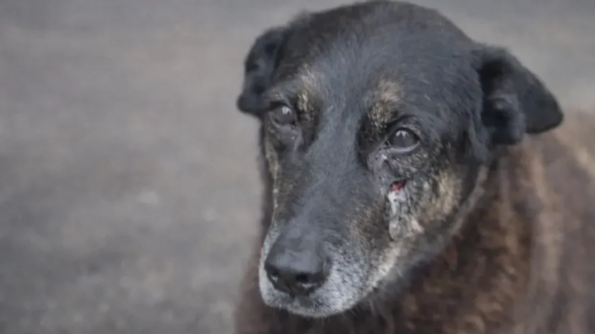 Cão Orelha foi brutalmente agredido por grupo de adolescentes