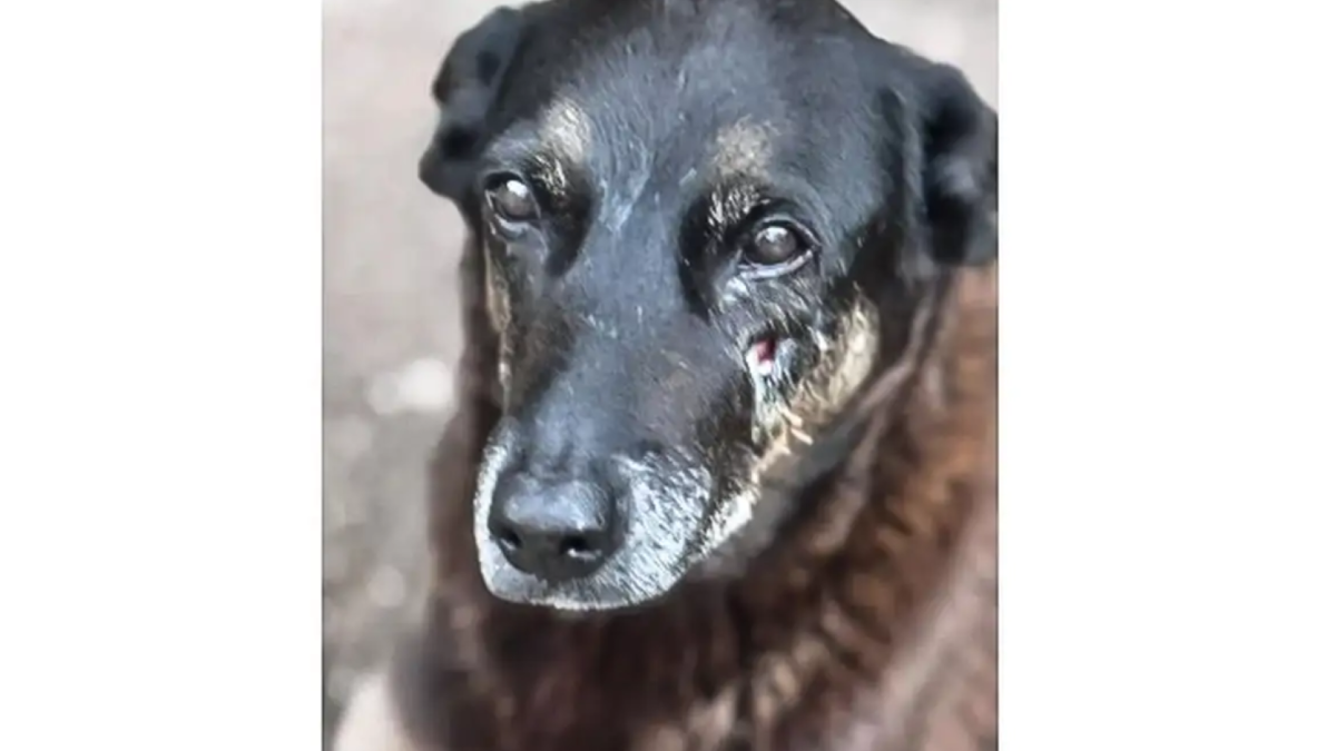 Descrito como brincalhão, manso e dócil, o cão Orelha vivia há, pelo menos, 10 anos sob cuidado da comunidade