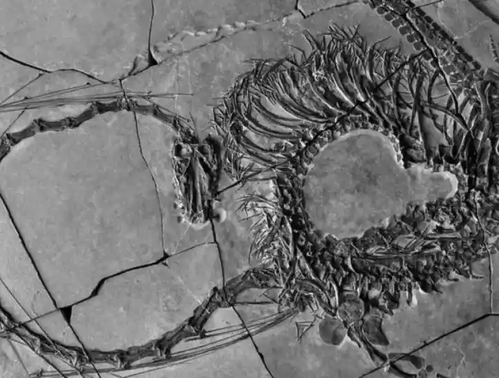 Cientistas revelam fóssil de réptil, apelidado de 