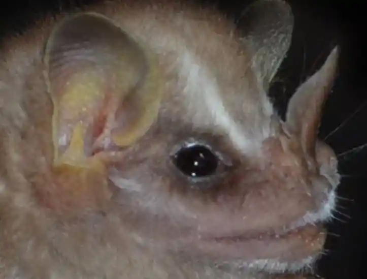 Batizada de Vampyressa villai, a nova espécie de morcego tem 50 milímetros 