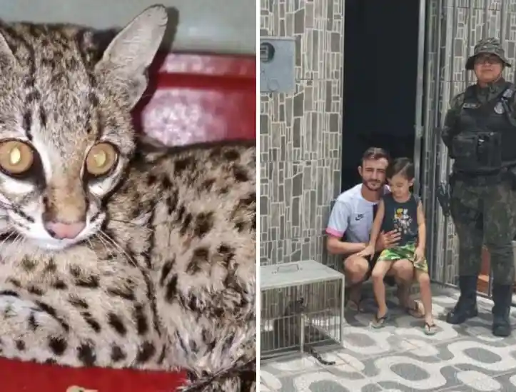 Gato-maracajá é resgatado de residência em Irapuan Pinheiro
 