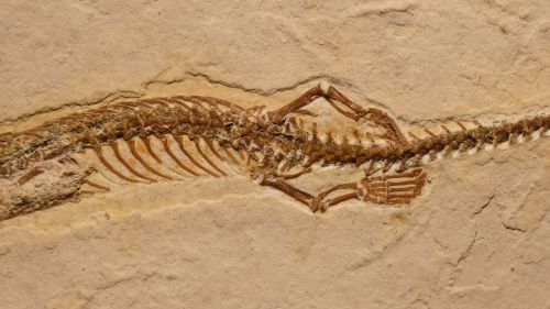 DIREITO À MEMÓRIA: Paleontologia Imaginária (5): Jogo do bicho fóssil